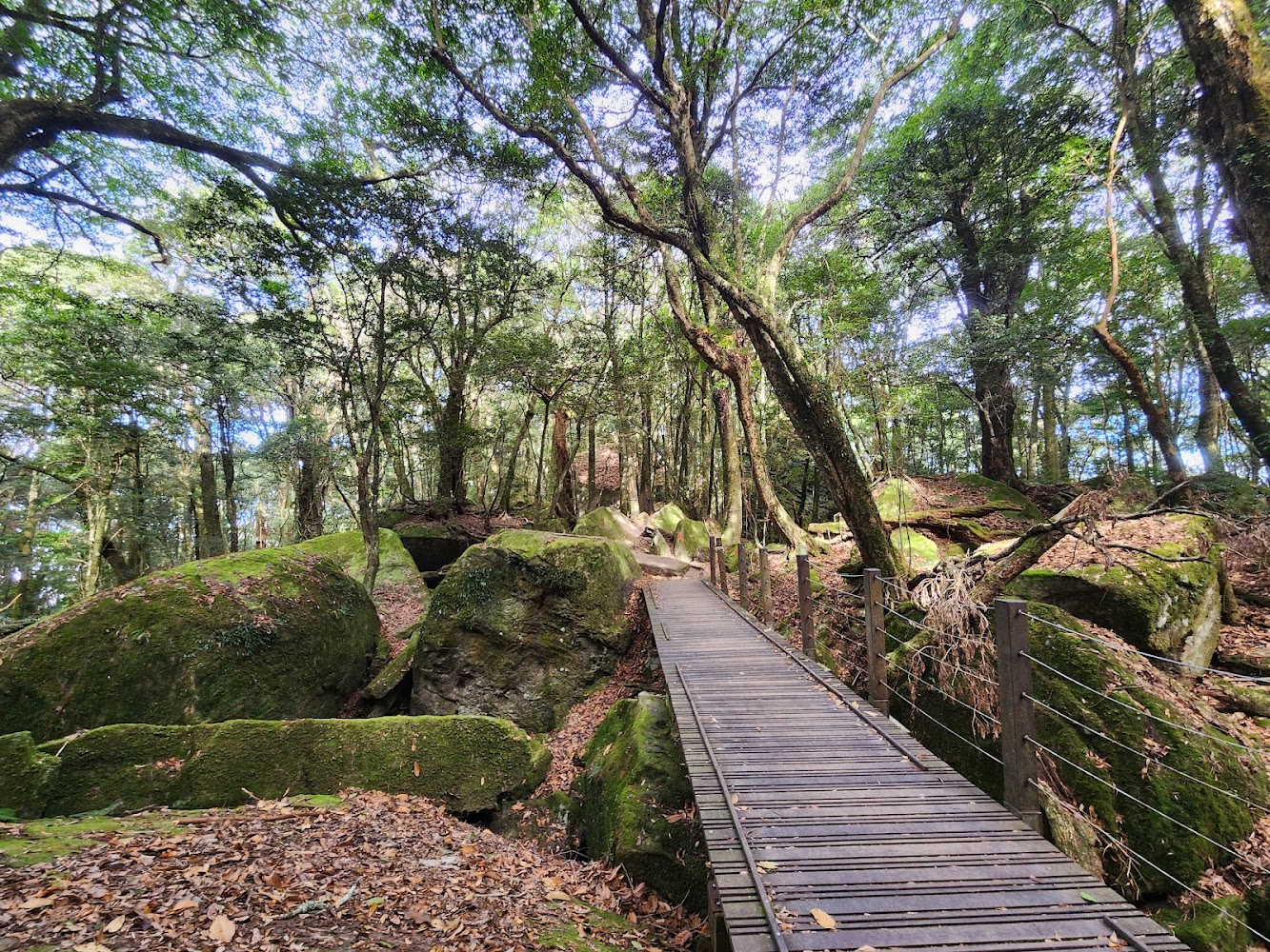 加里山森林步道木棧道與青苔巨石