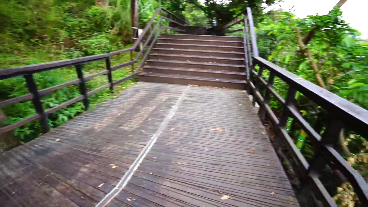 樹林中的木棧道與階梯