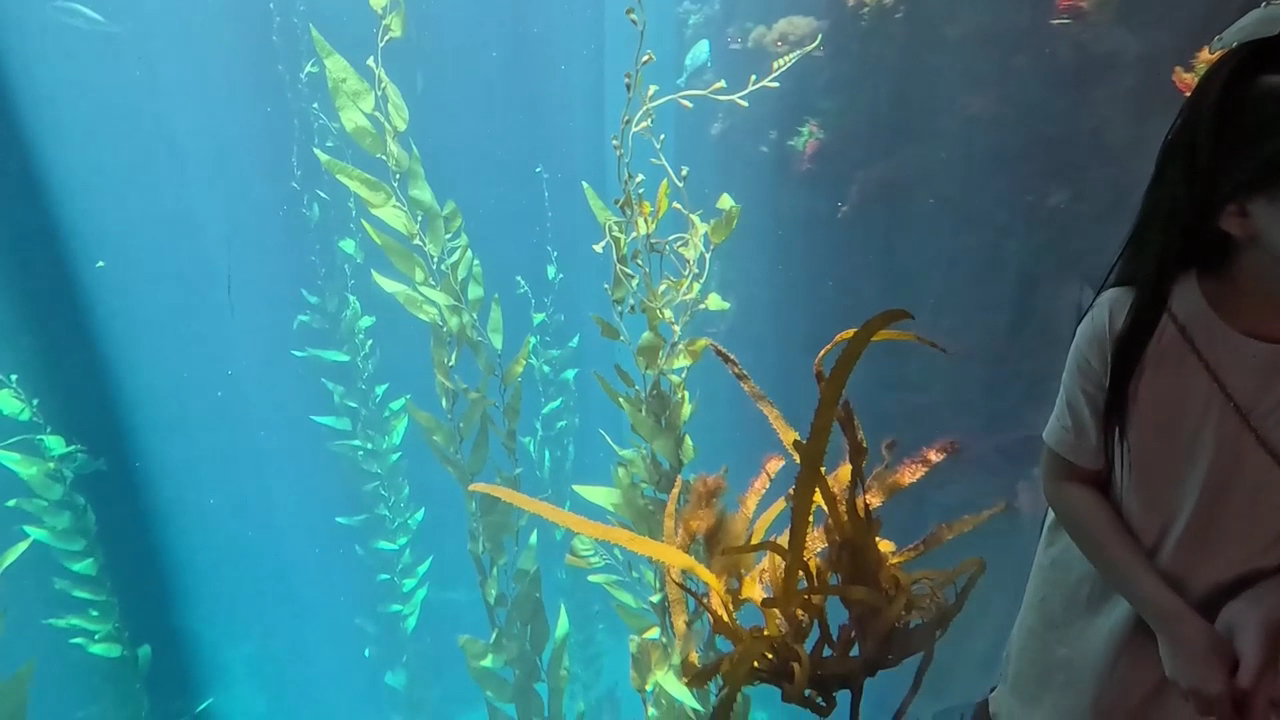 世界水域館海藻森林水槽