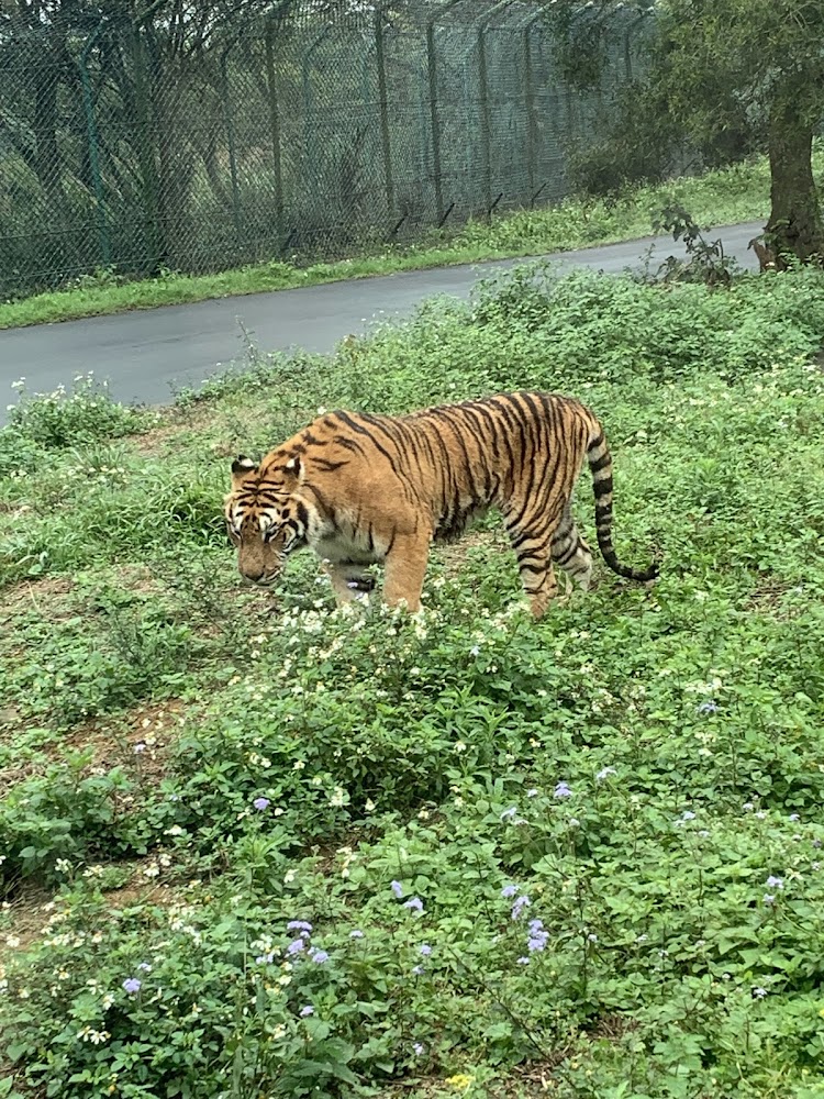 六福村老虎在草地行走
