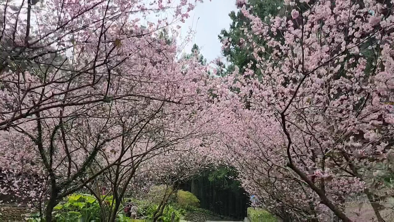 九族文化村櫻花滿開花海拱門