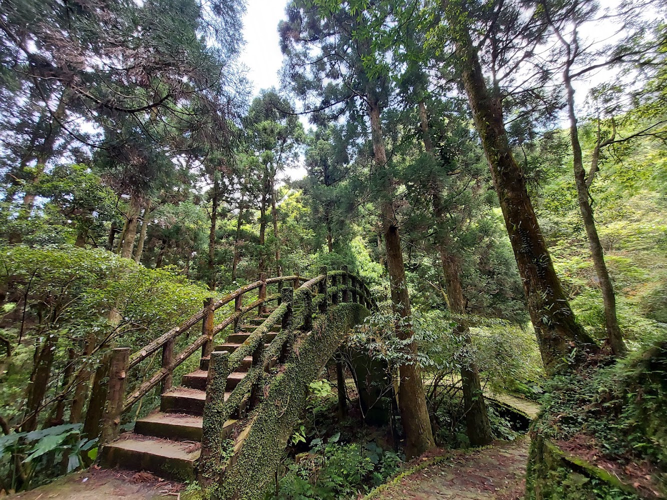 東眼山國家森林遊樂區苔蘚拱橋