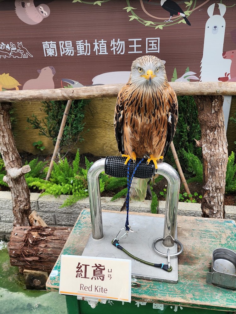 蘭陽動植物王國紅鳶展示