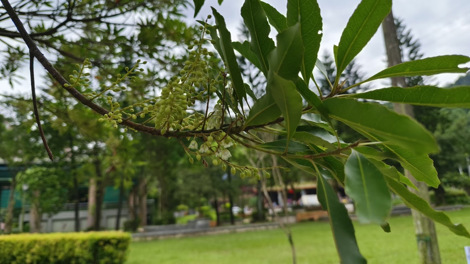 碇內十五號公園綠地樹枝與嫩葉花苞特寫