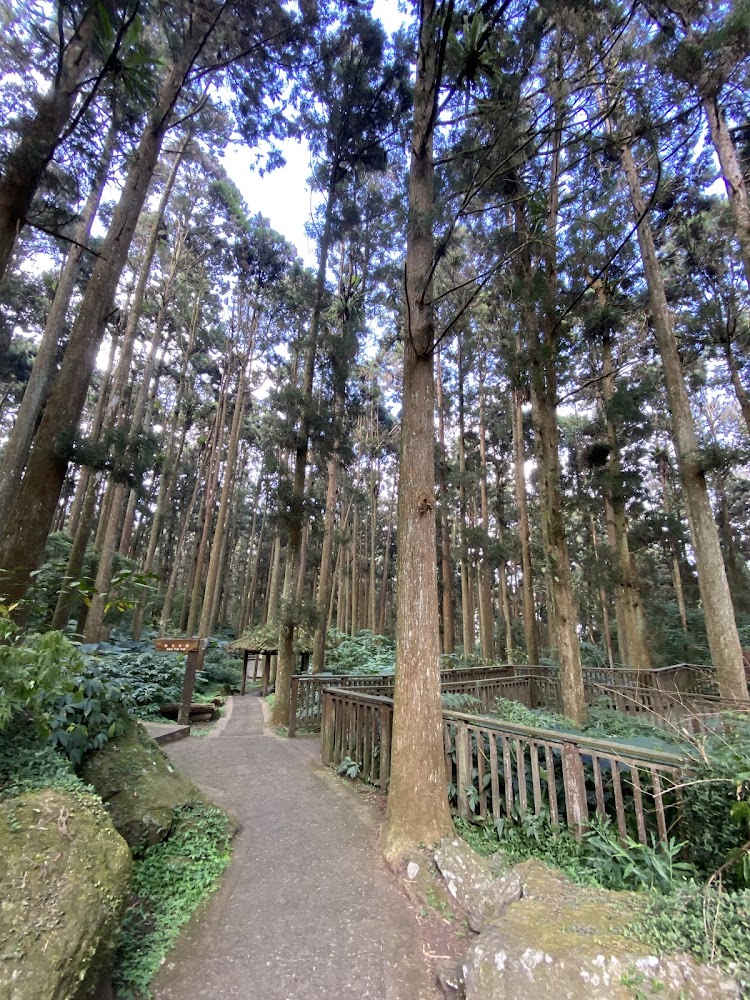 溪頭林間步道與木欄杆涼亭景觀