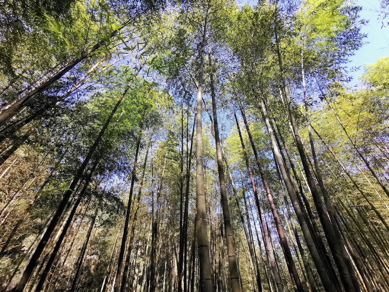 溪頭高聳竹林與天空光影