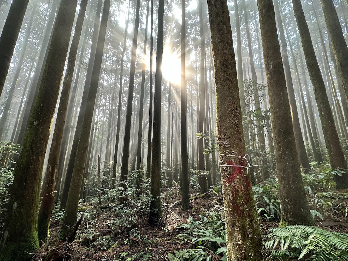 加里山森林中灑落陽光的步道景象