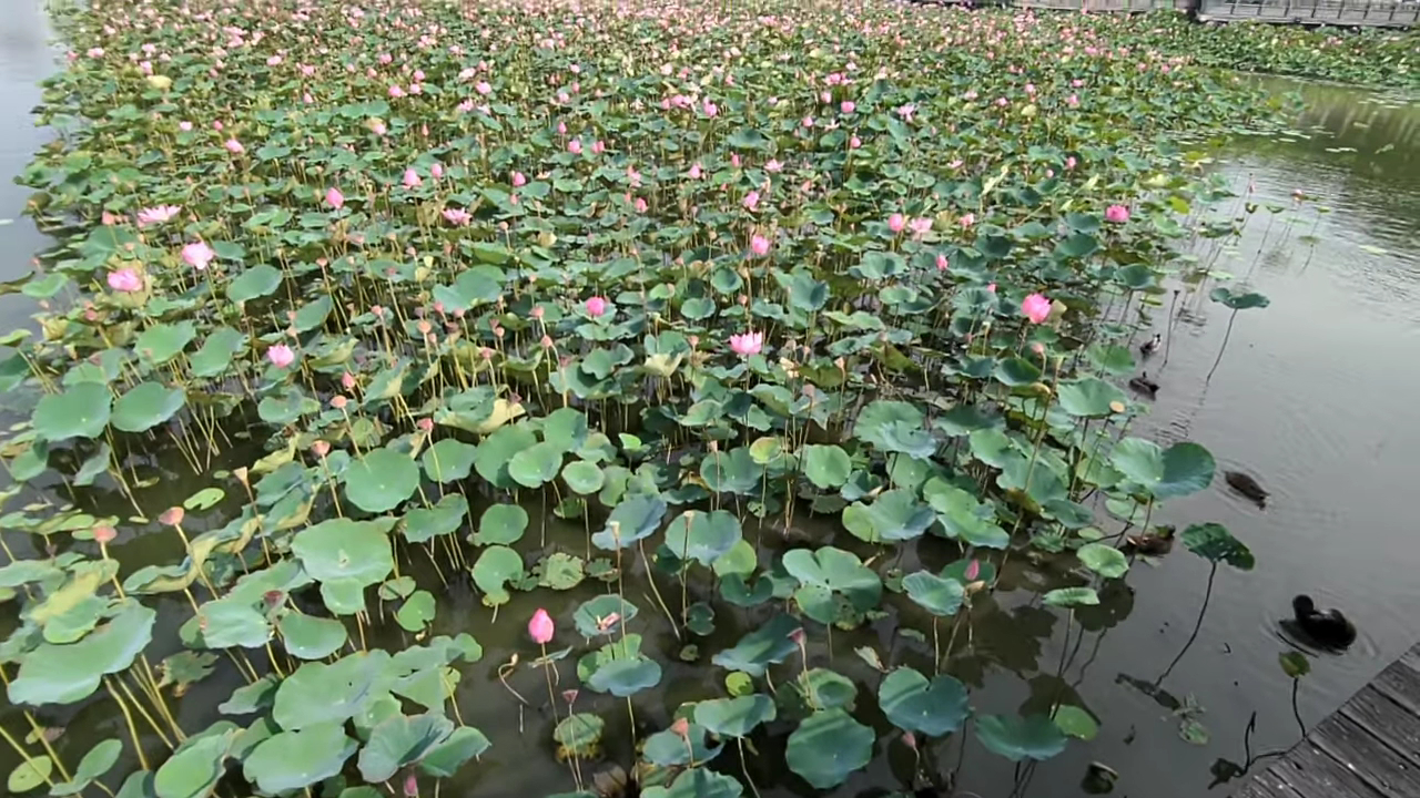 蓮池潭蓮花池景色與水鳥