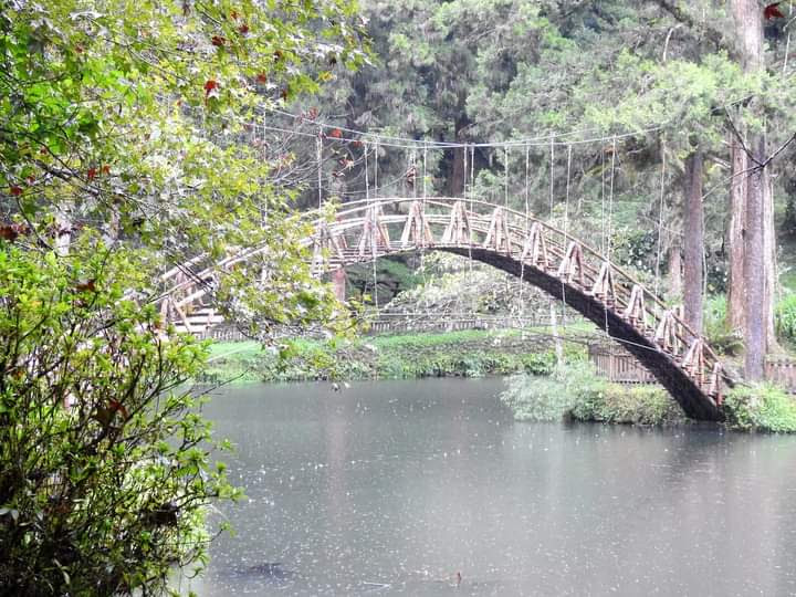 南投湖面木製吊橋與濃密樹林