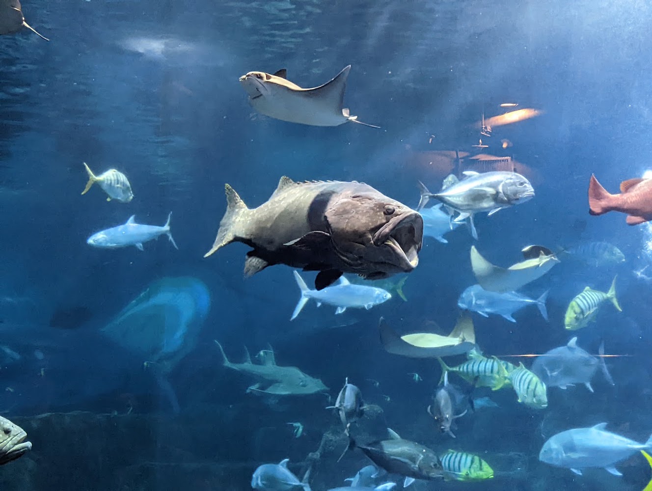 水族館內魚群與魟魚悠游
