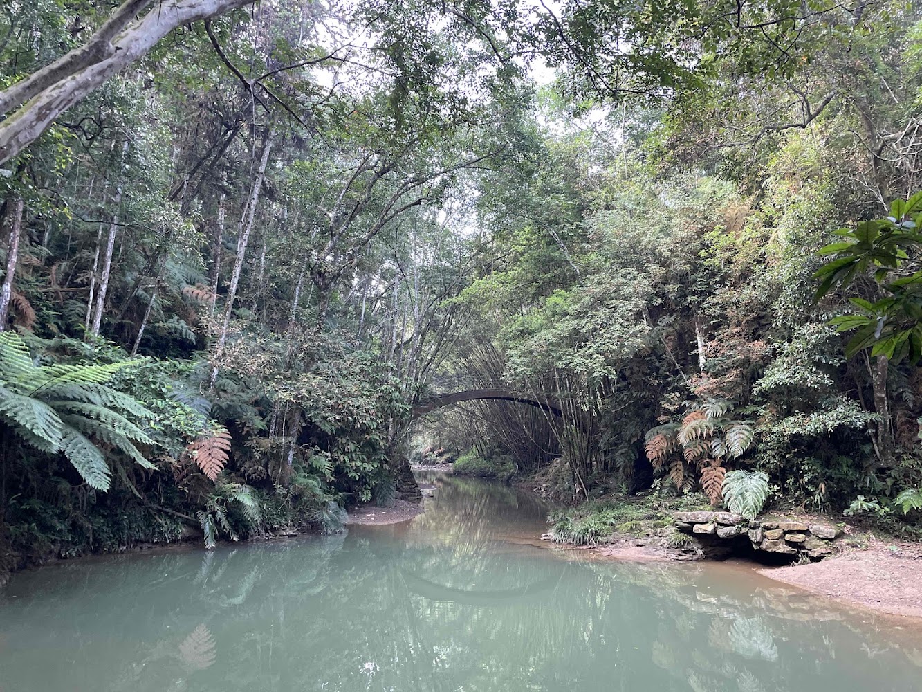 澀水森林步道溪流與森林石橋景觀