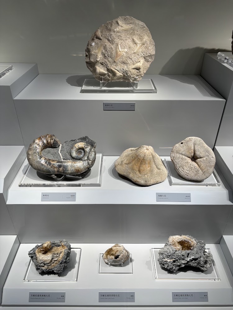 地球環境廳化石與礦物標本展示櫃
