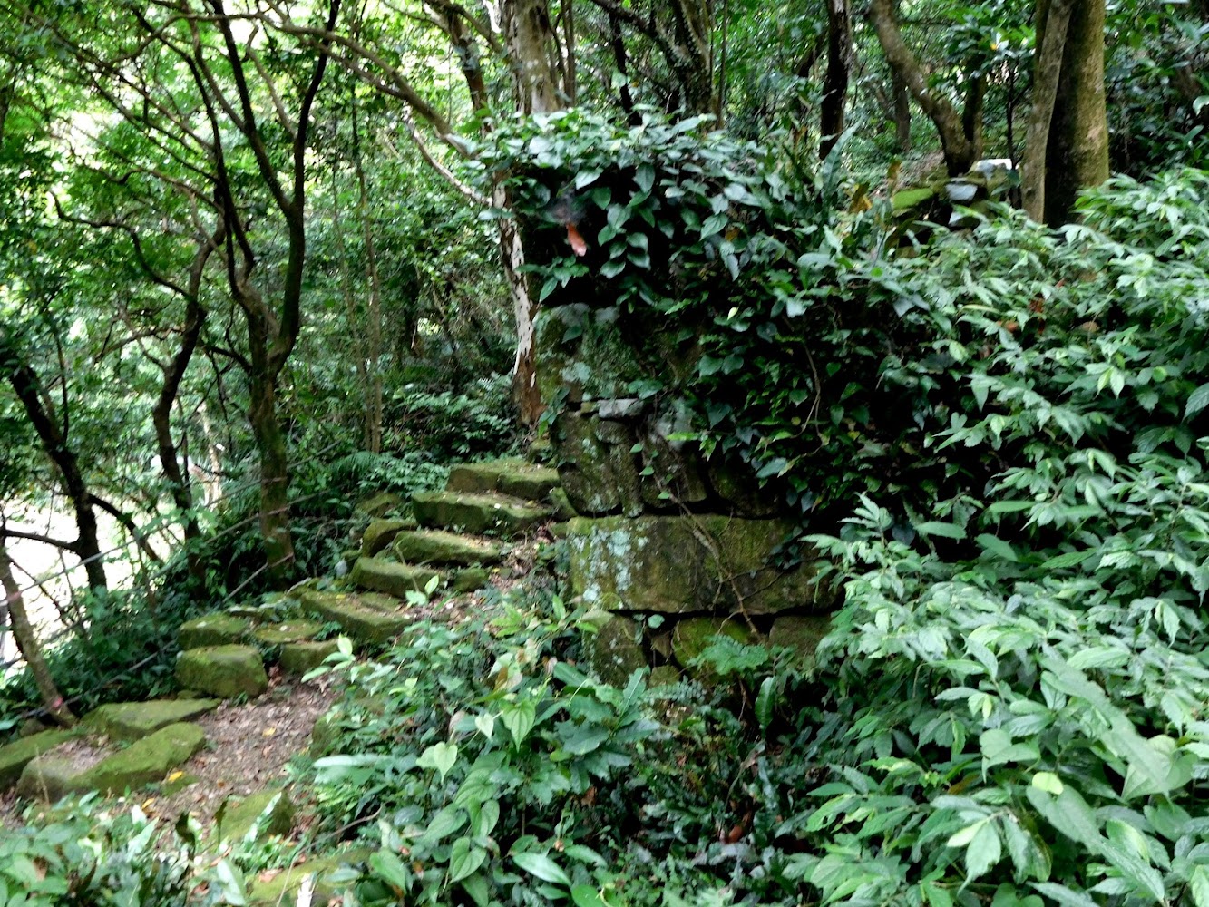 被青苔覆蓋的石頭山徑