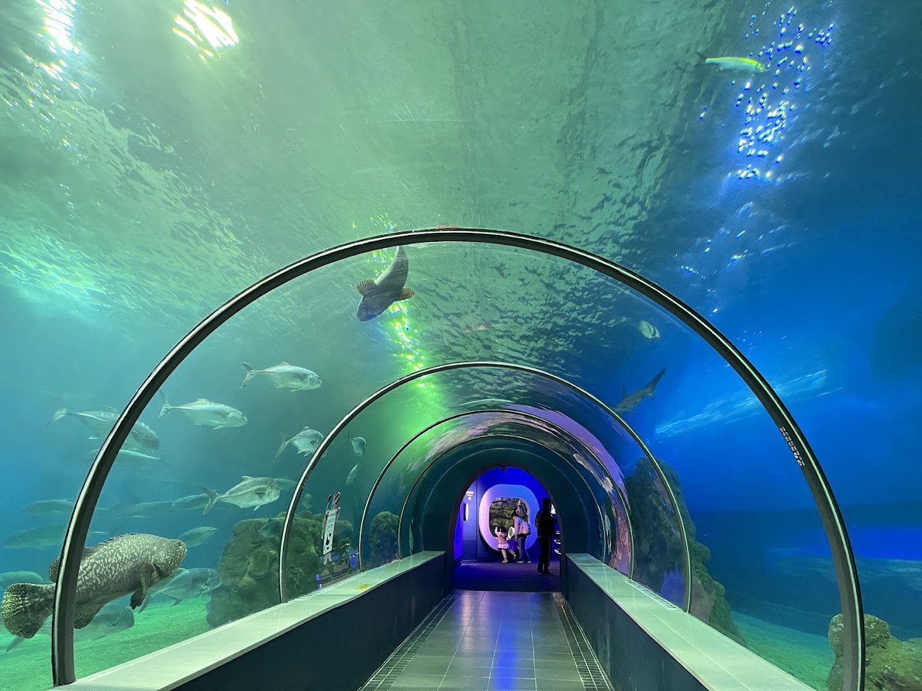 澎湖水族館海底隧道