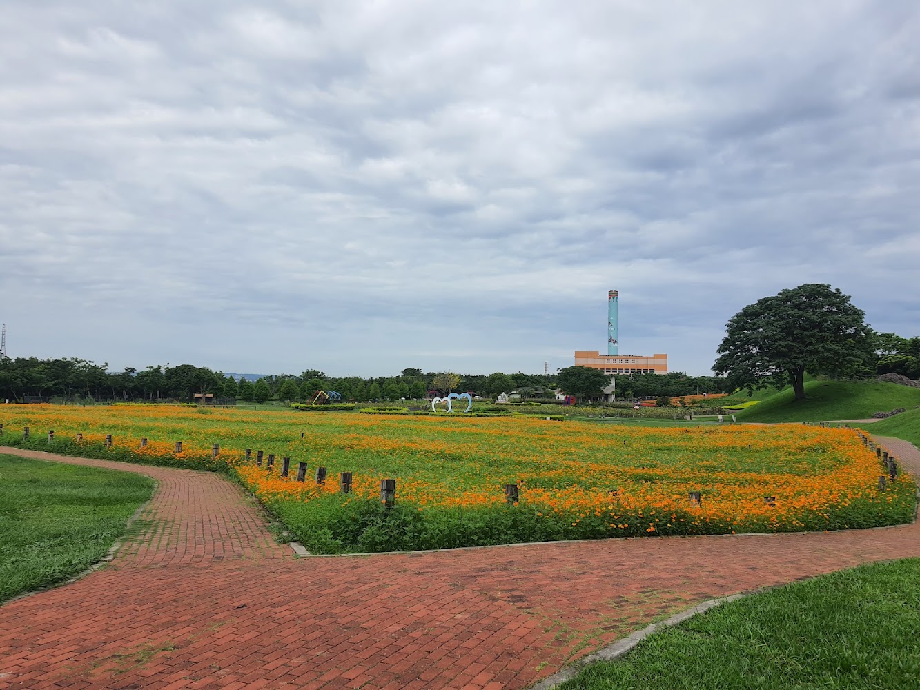后里花田綠廊大片橙黃花田與步道