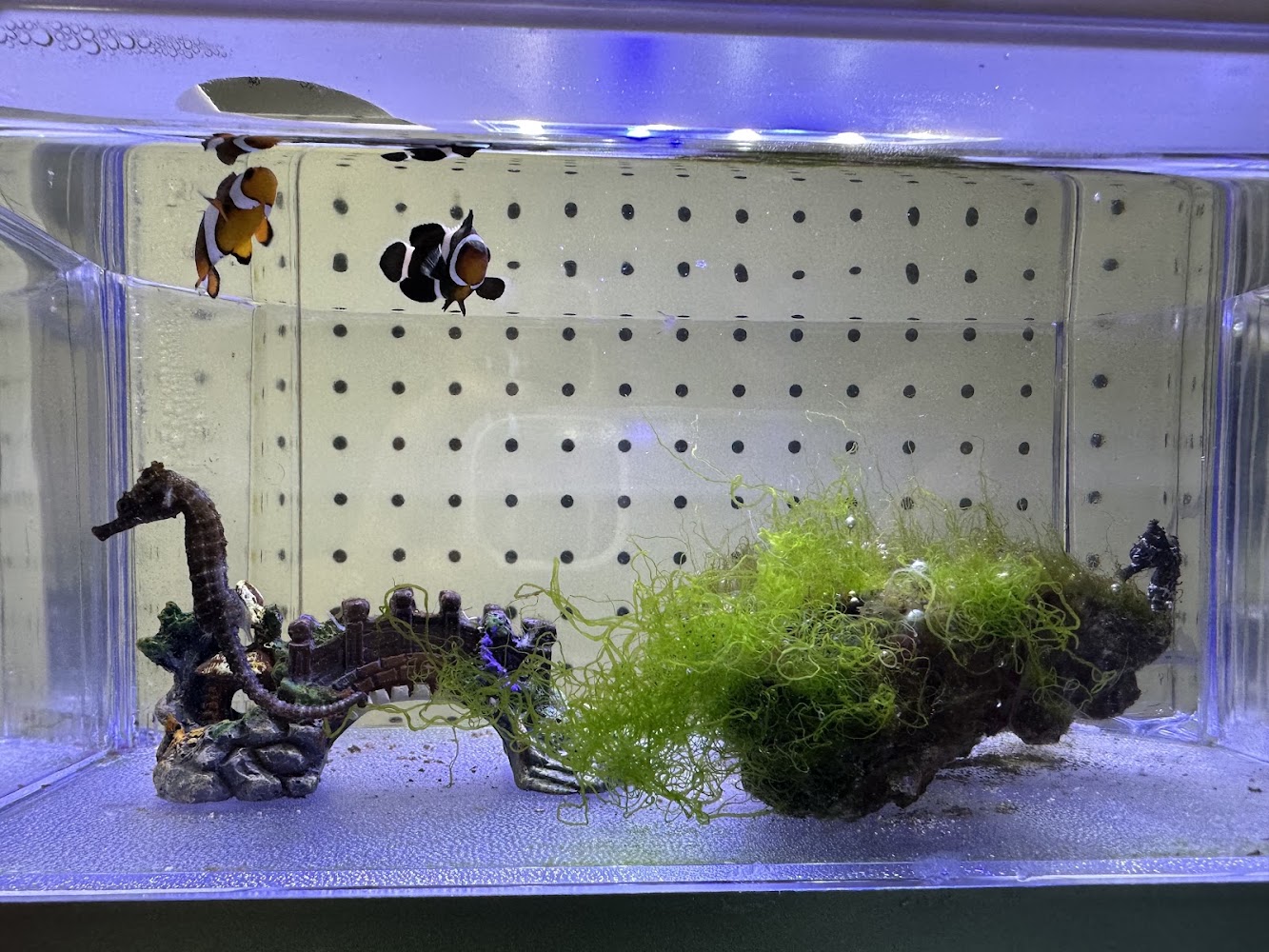 藍海療癒 小型海洋缸