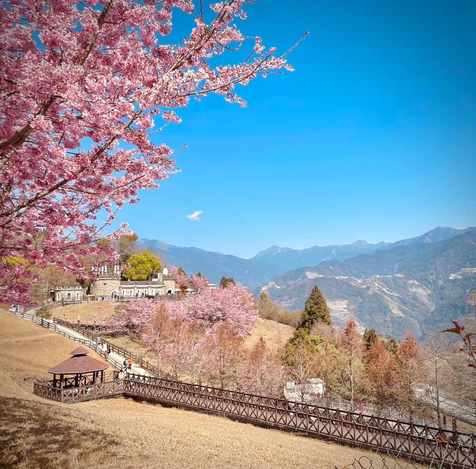 清境農場觀山牧區櫻花步道與觀景亭
