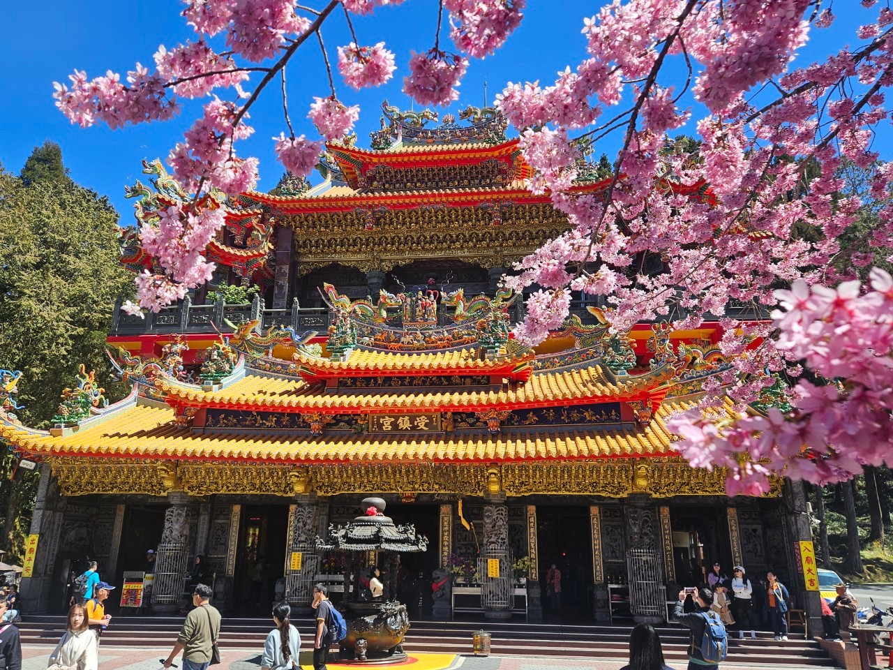 阿里山國家森林遊樂區櫻花與建築