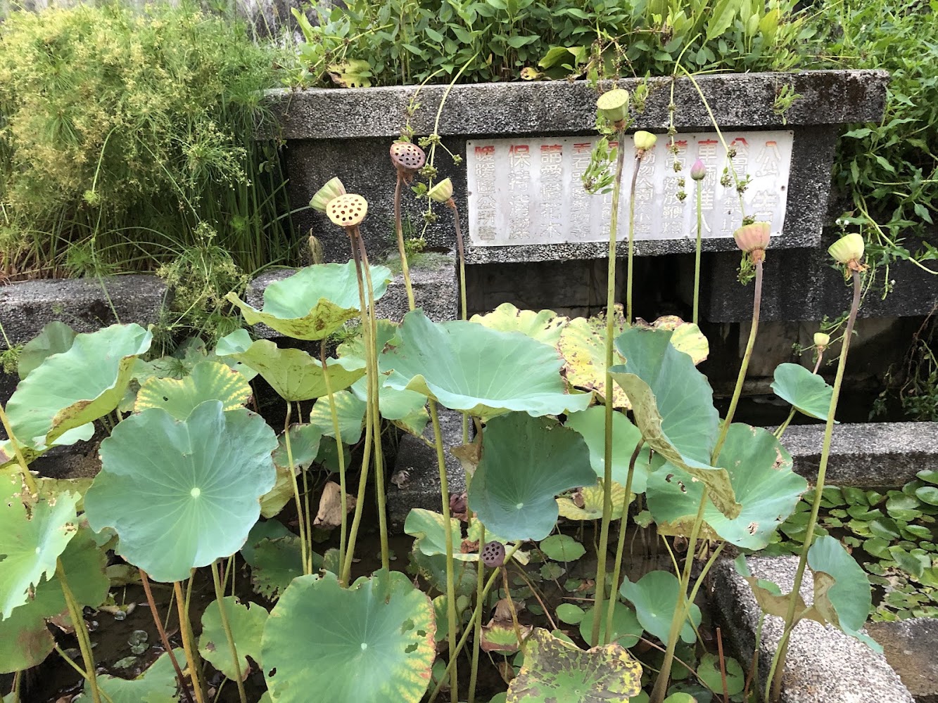 碇內十五號公園荷花池景觀