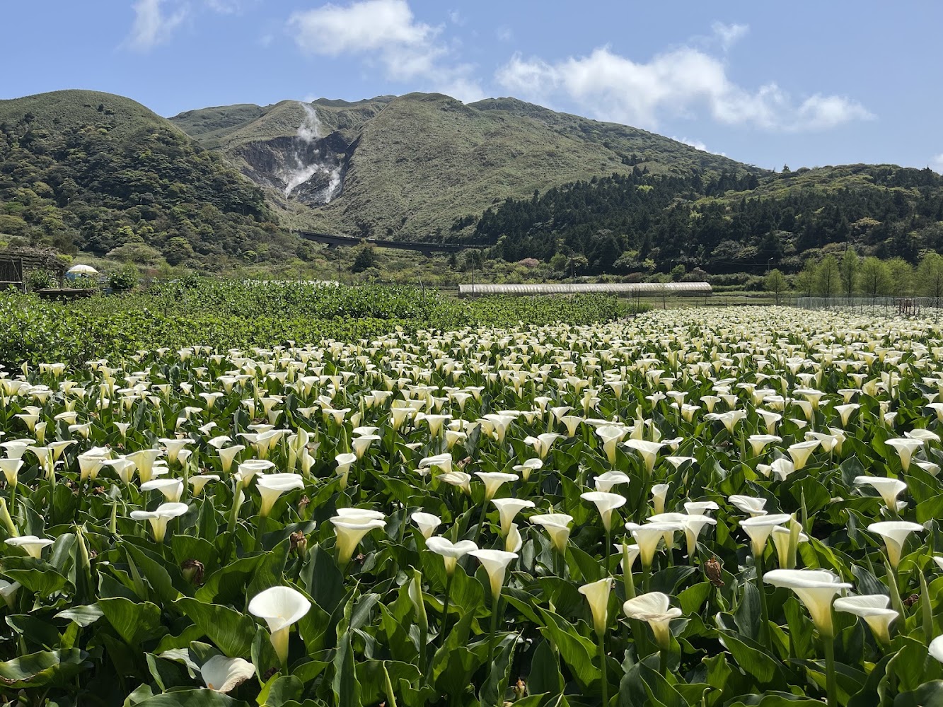 陽明山海芋花田