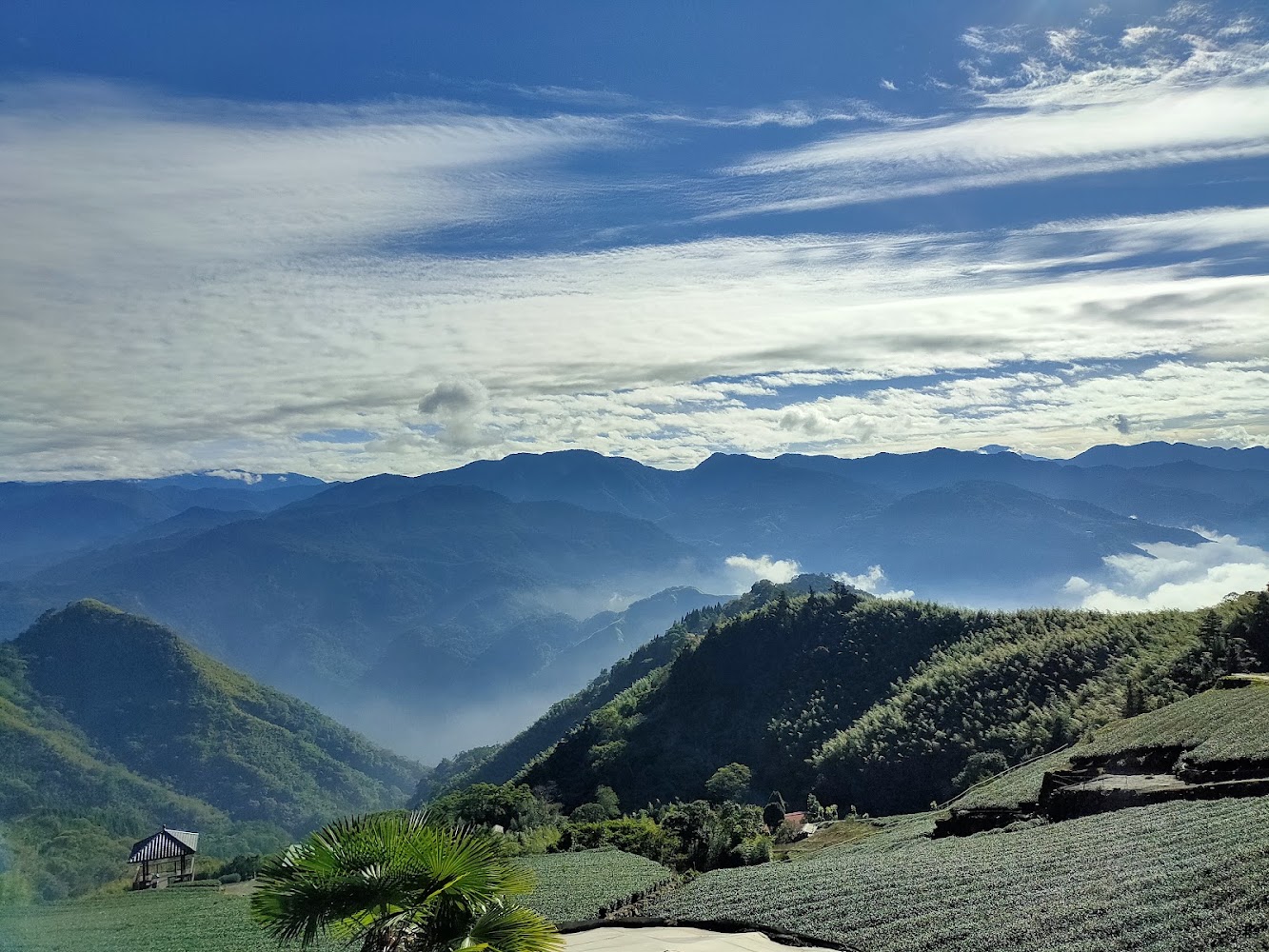 茶園與山谷景色