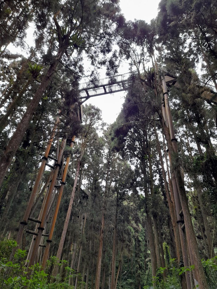 溪頭高架空中步道穿梭森林樹梢