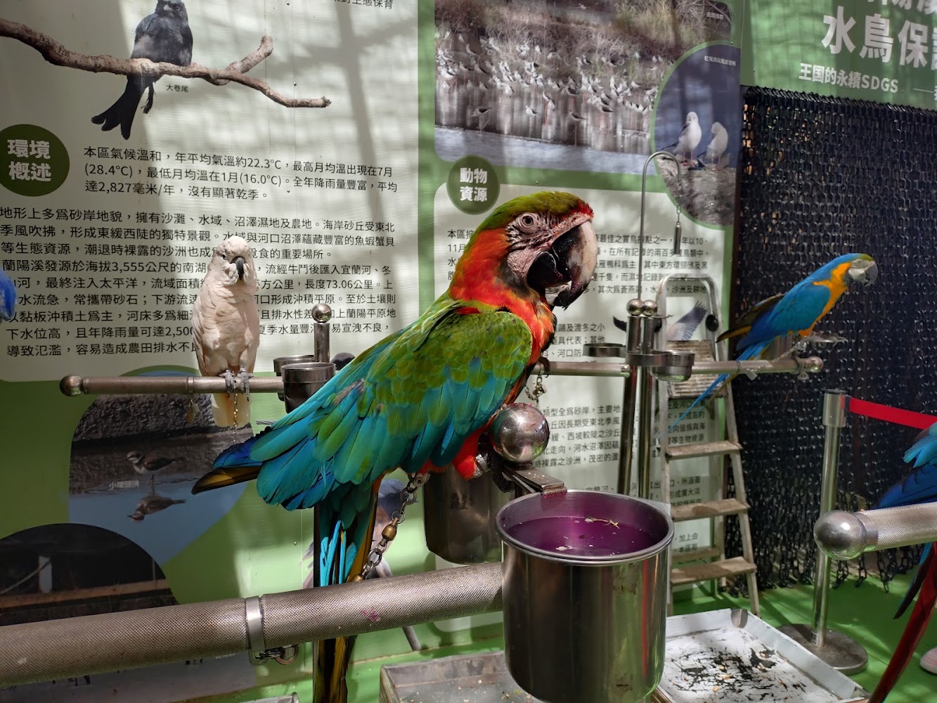 蘭陽動植物王國彩色鸚鵡
