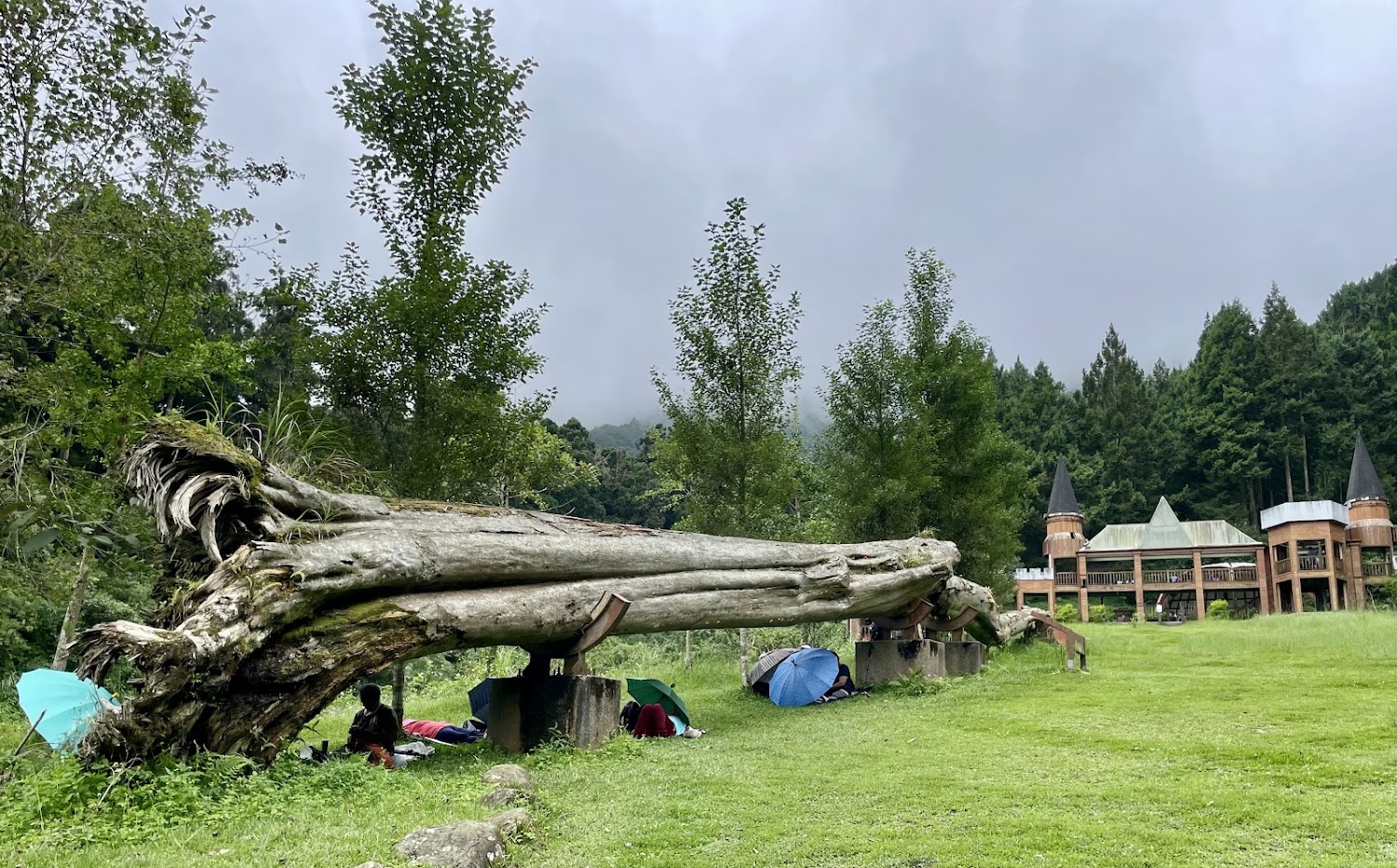 溪頭巨大倒木與周邊城堡建築景色