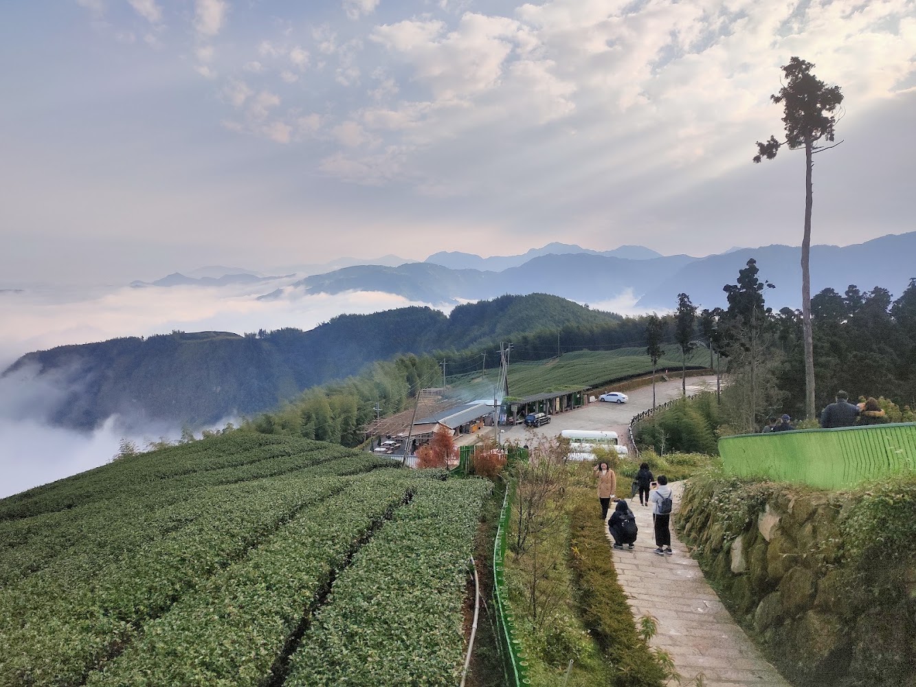 山區茶園有步道與人群,遠方有雲海與山巒景色