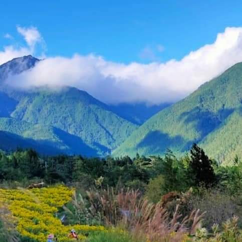 南投青綠山脈與黃色花海景觀