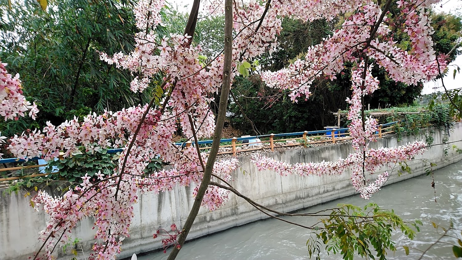彰化河道旁粉紅花枝