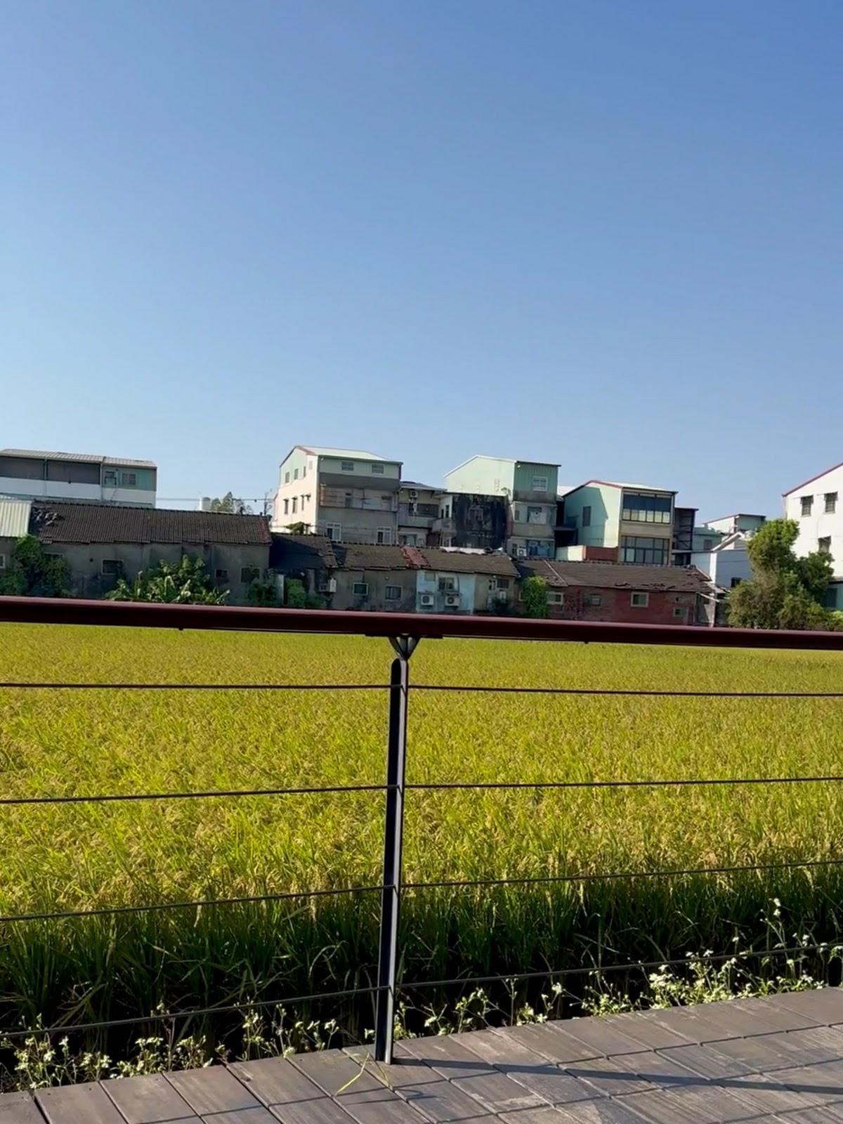 六寶公園木棧道眺望稻田 大雅田野景觀
