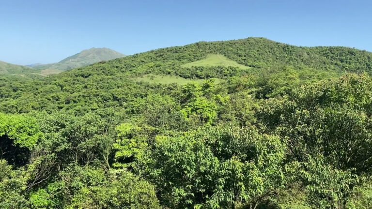 森林步道推薦懶人包 全台8條必走森林系步道一次看
