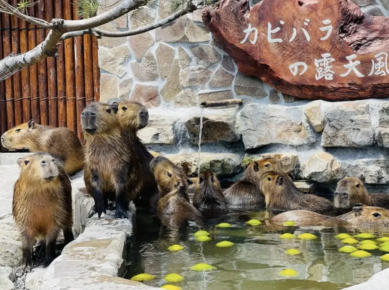 張美阿嬤農場｜宜蘭癡