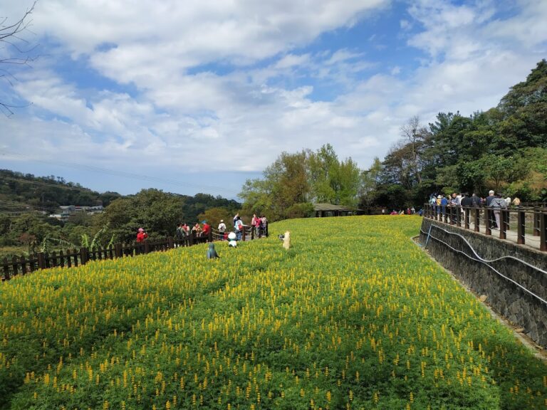 魯冰花取景地懶人包 台北貓空與桃園龍潭兩大花海景點一次看