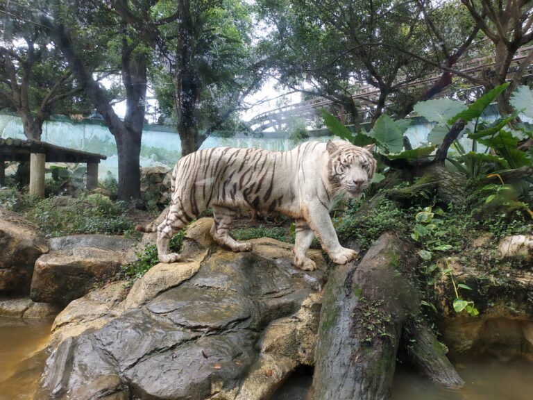 六福村全攻略 深度開箱主題樂園、動物王國與親子一日遊玩法