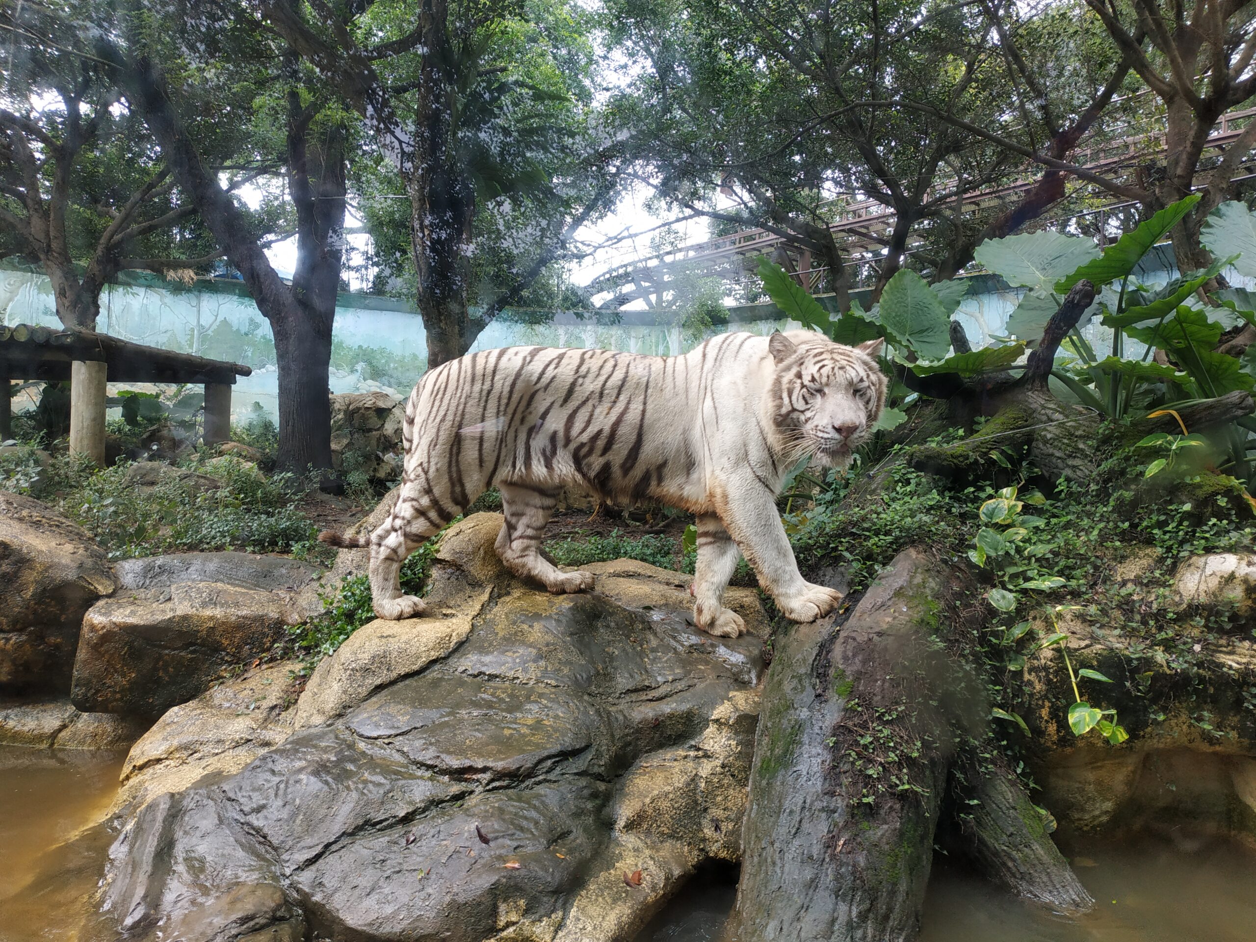 六福村全攻略 深度開箱主題樂園、動物王國與親子一日遊玩法
