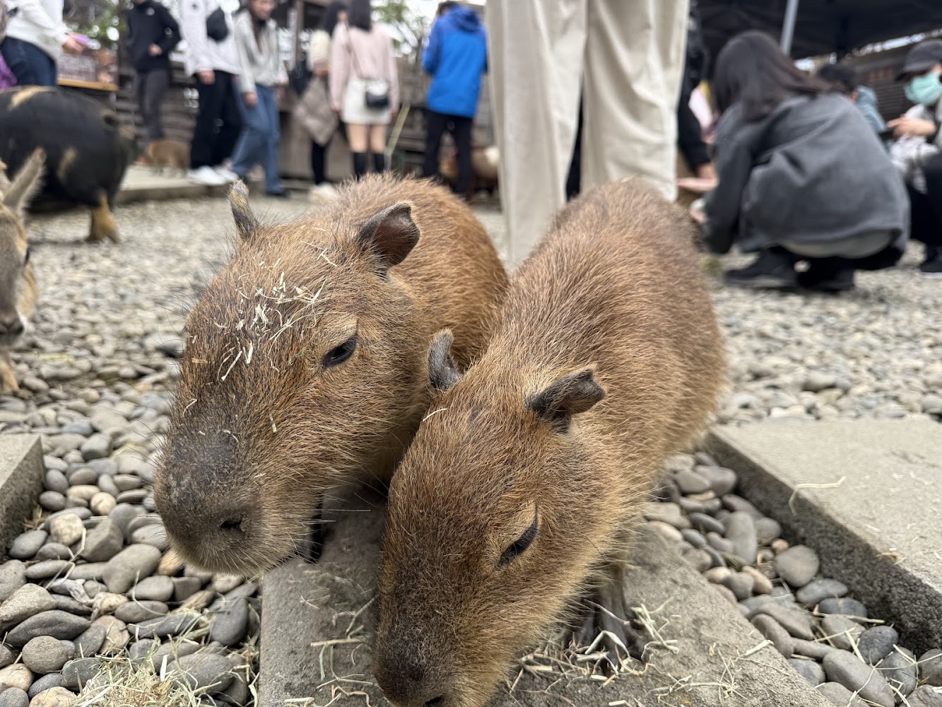 蘭陽動植物王國深度評測 宜蘭最夯親子動物園值不值得去