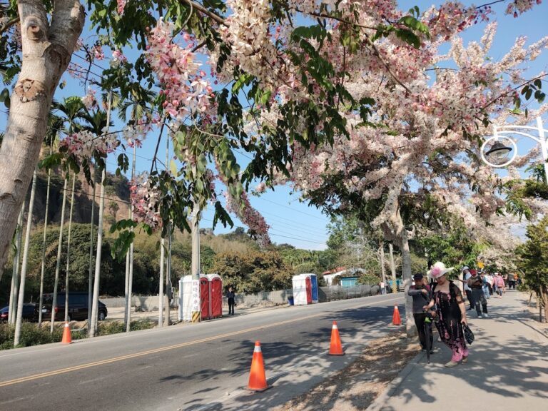 彰化一日到二日旅行提案 彩虹街景 花海步道與廟宇巡禮深度專題