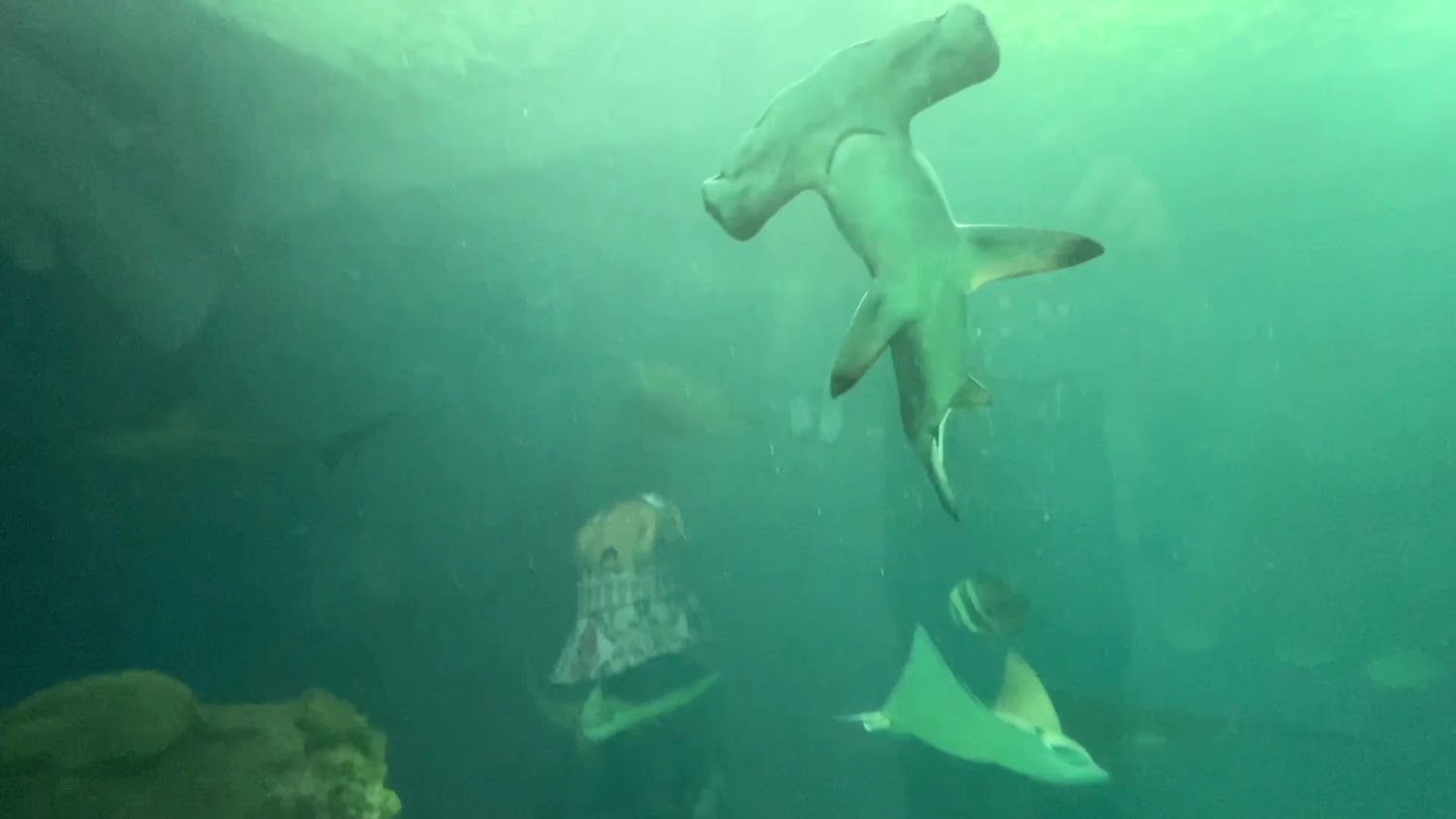 水族館懶人包｜全台必玩 10 大水族館與海洋樂園一次看，親子放電、避暑約會、夜宿體驗全收錄