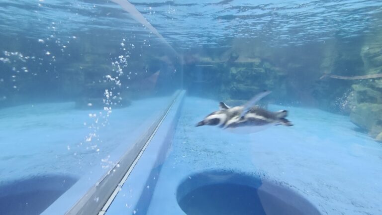 桃園水族館懶人包 精選 6 個親子出遊、療癒賞魚與青埔一日遊必去地點