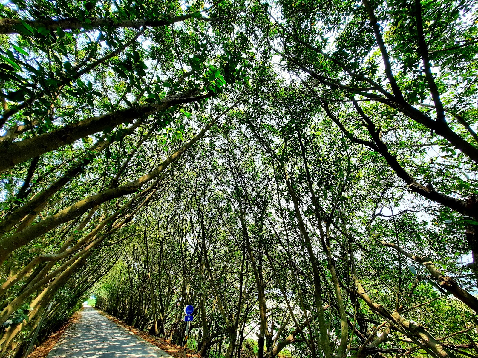 屏東鹽埔隘寮溪堤頂綠色隧道龍貓隧道近景