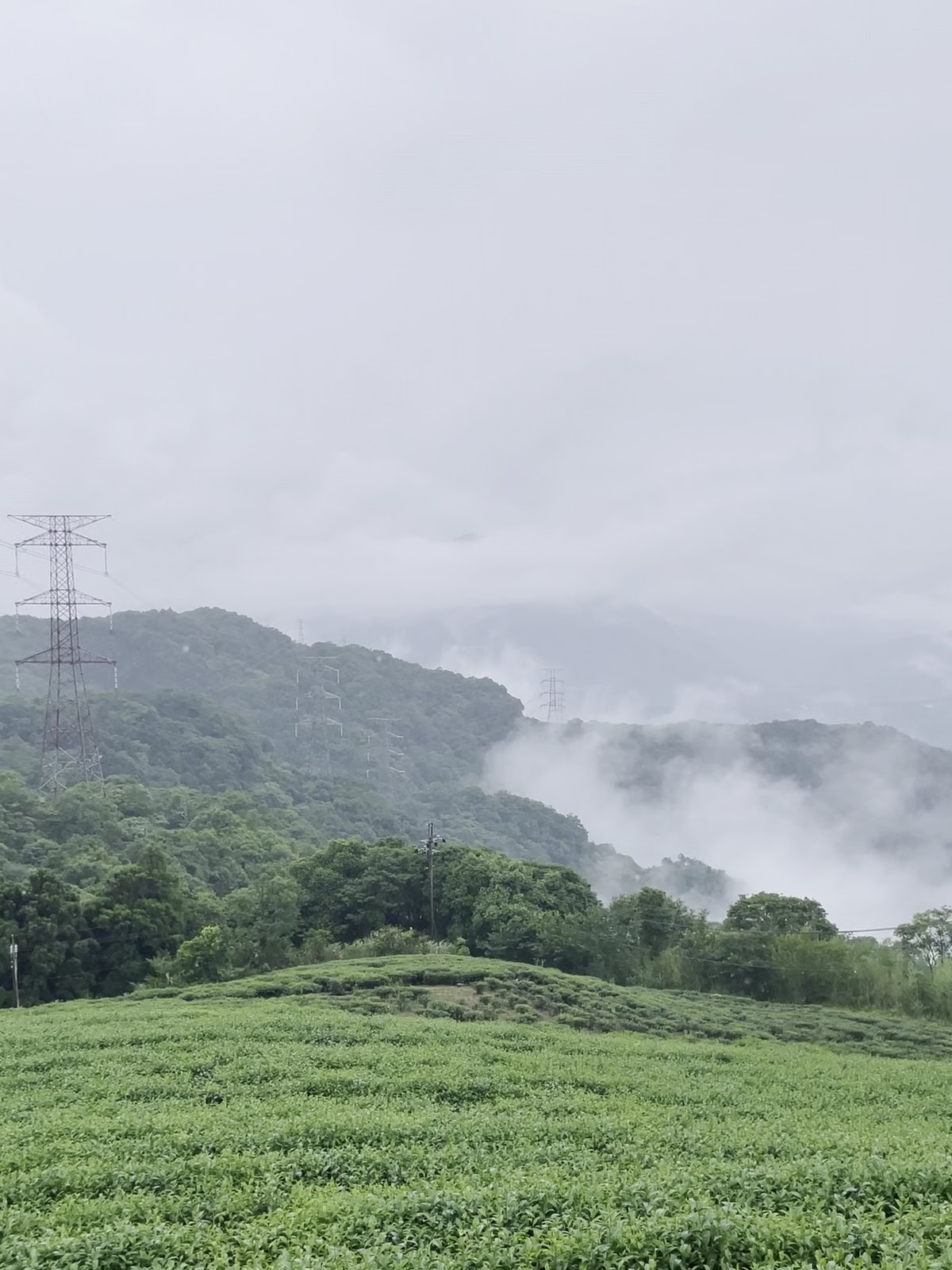 茶園與雲霧繚繞的山巒景色