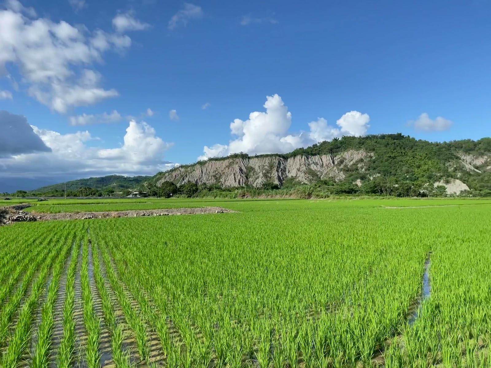 台東鹿野二層坪水橋空拍稻田景色，客家浮圳橫跨綠色稻浪