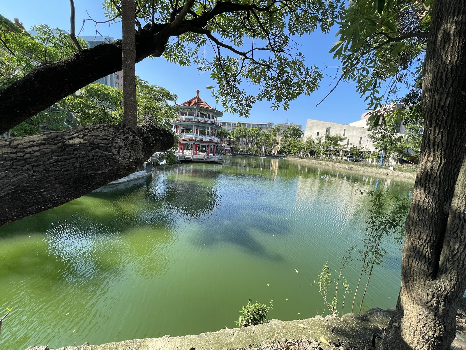 崑山湖樹蔭下的湖景