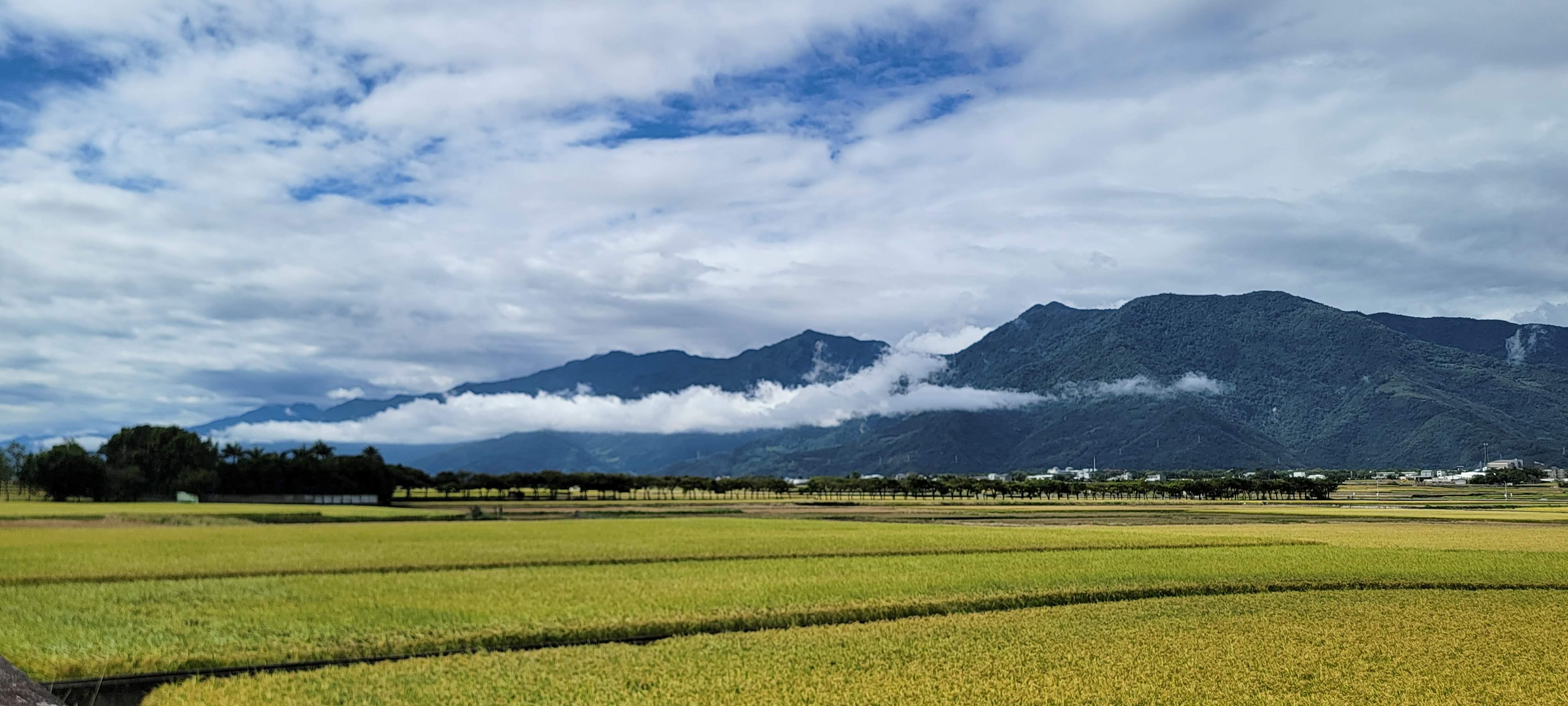 這張圖片展示大片金黃色的稻田，遠方有一排樹和綿延的山脈，天空雲層豐富，形成壯麗自然景觀。圖片中無明顯浮水印。