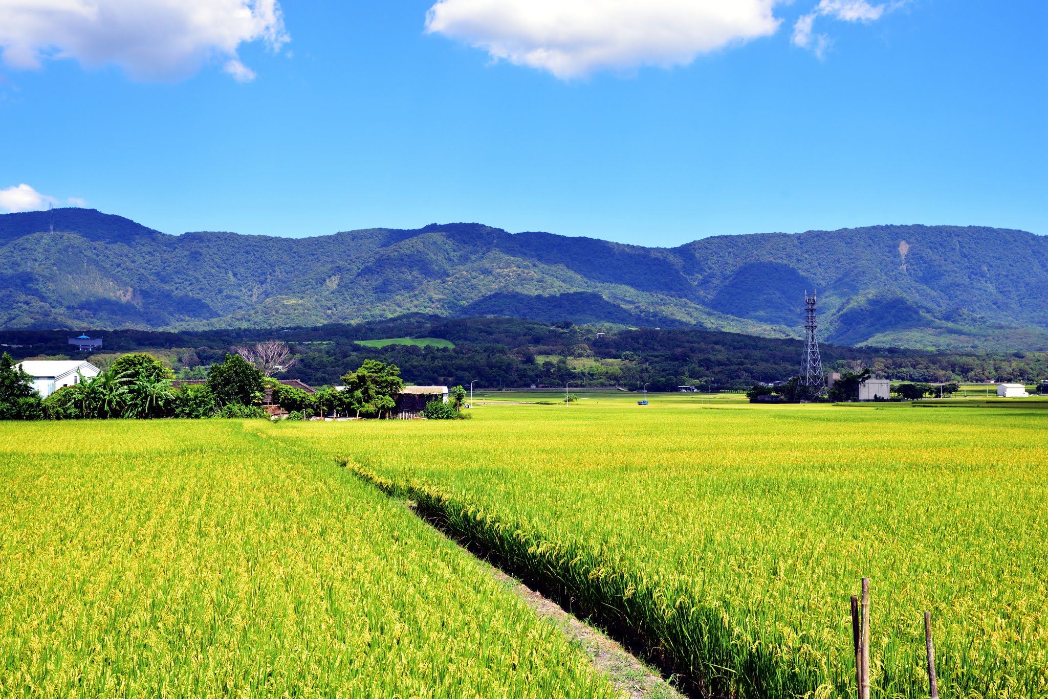 這張圖片主要呈現一大片金黃色的稻田，背景是層層青山和藍天白雲，田中央有灌溉溝渠，遠方有農舍和電塔，展現農村自然景觀。圖片無浮水印。