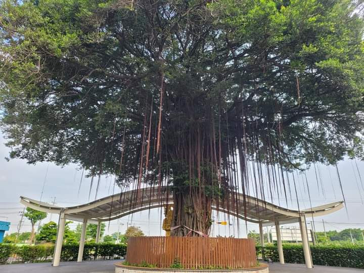 虎尾巨大榕樹與垂掛氣根景觀