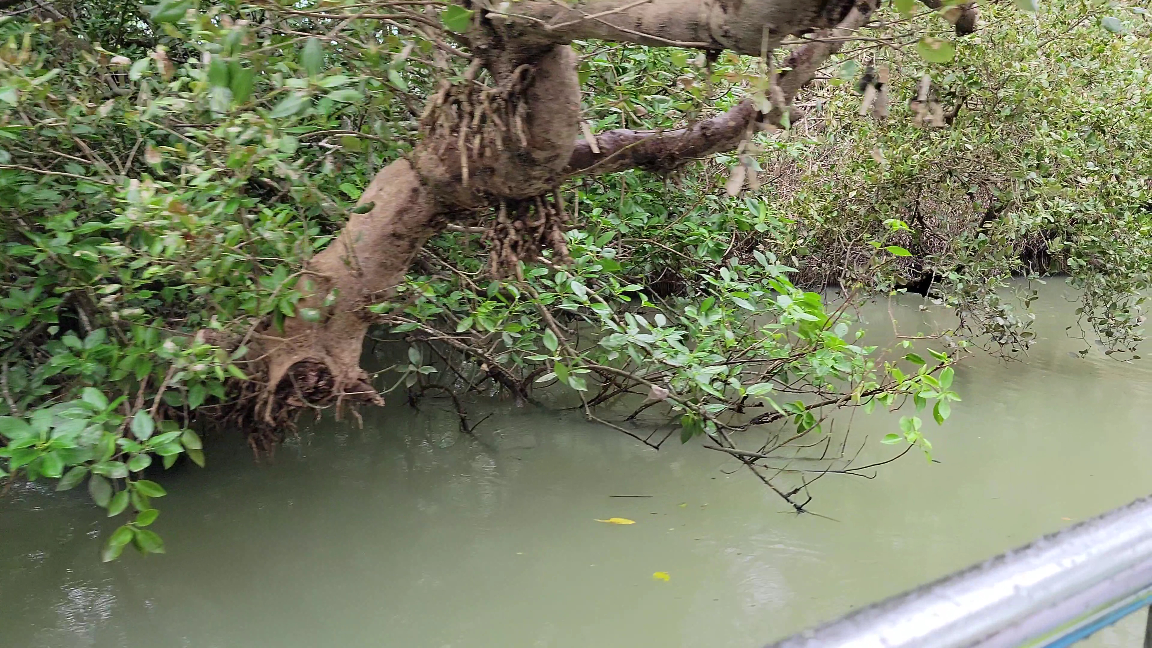 河岸茂密樹木與垂掛枝葉