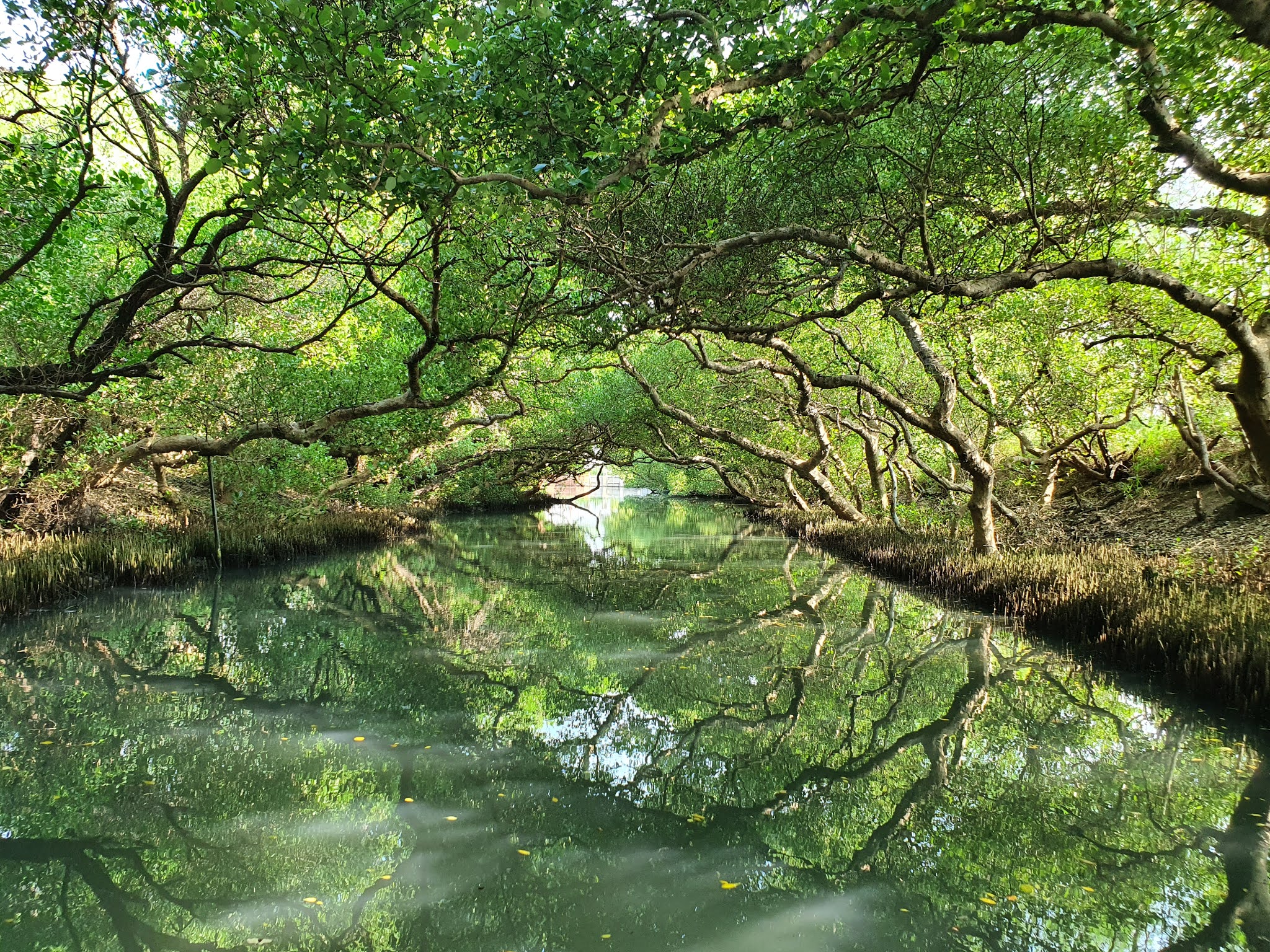 被濃密綠樹覆蓋的河流與倒影